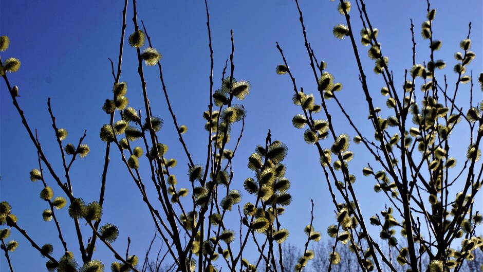 zonnig strak blauwe lucht wilgenkatjes in bloei