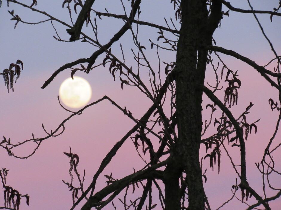 Volle maan in de elzenboom gevangen, prachtige kleuren in de lucht, dit was net nadat de zon ondergegaan was