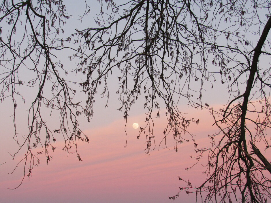Volle maan in avondkleuren en elzenboom, de zon is net ondergegaan