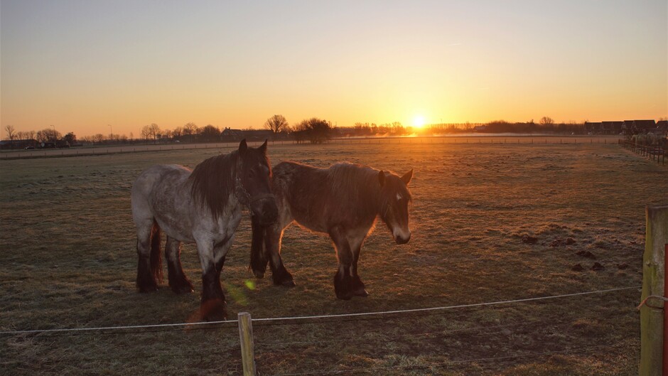 zonsopkomst heler nevel en berijpte paarden wei 2 gr