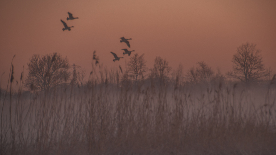 Mist en zonsopgang in de polder