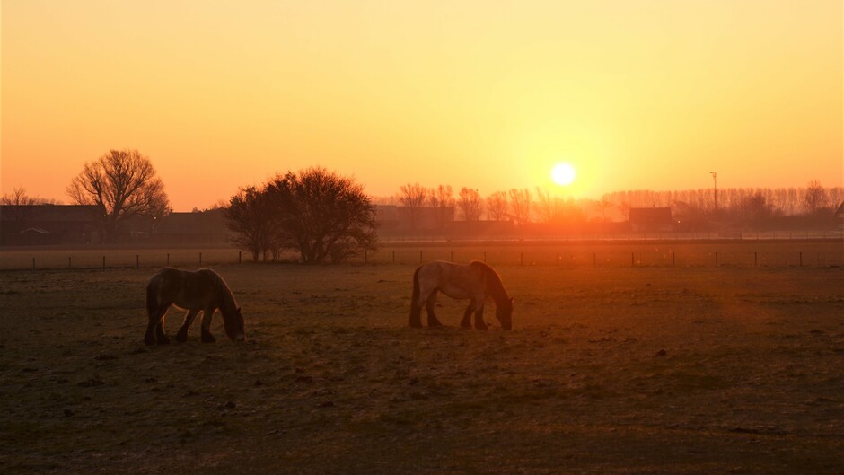 mooie zonsopkomst helder en iets nevelig licht berijpt wei met paarden