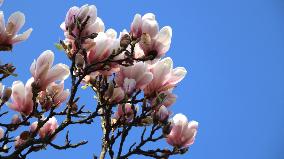 Strak blauwe lucht en een bloeiende magnolia