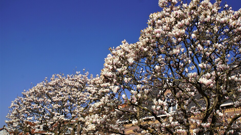 zonnig strak blauwe lucht 12 gr magnolia bomen in bloei