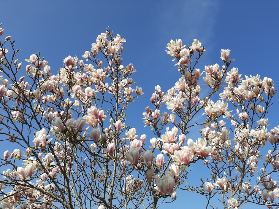 Prachtig bloeiende tulpenboom 
