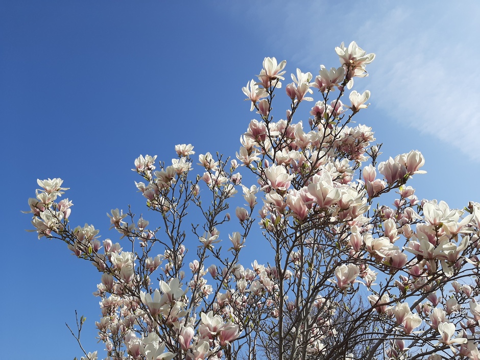 Mooie bloeiende tulpenboom 