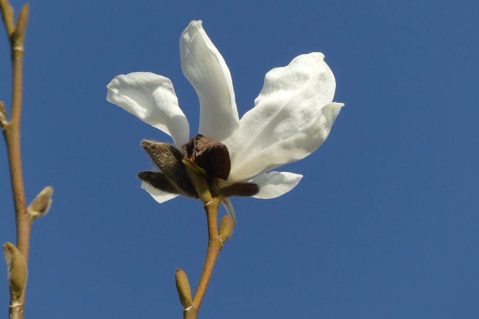 Magnolia kobus tegen de blauwe lucht