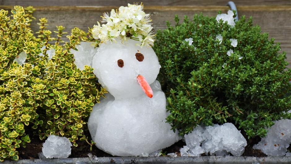 Hebben we toch nog even een sneeuwpop in de lente gemaakt.