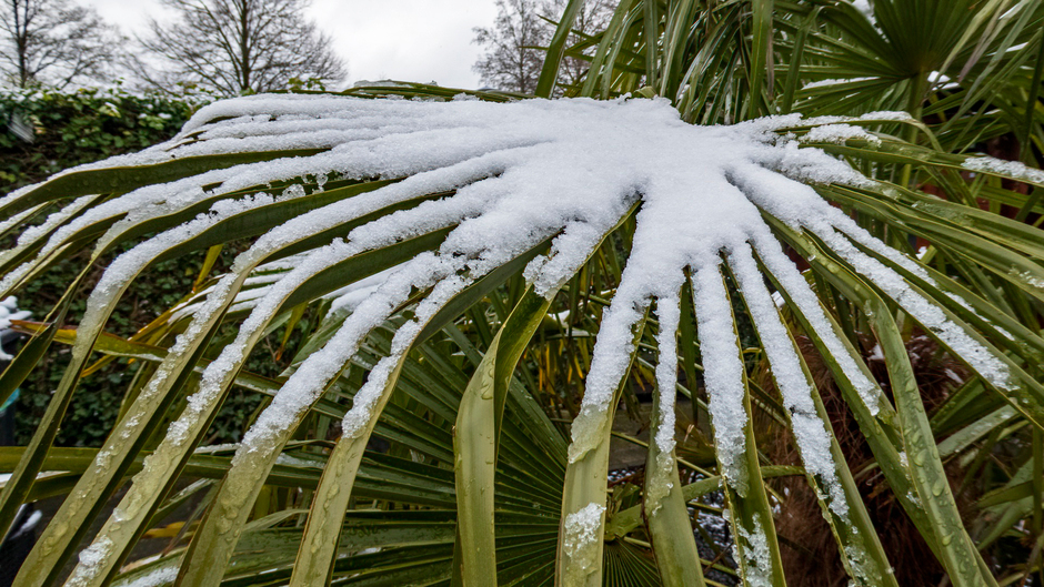Sneeuw op de palm