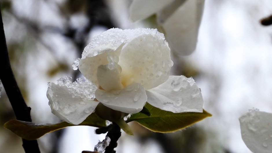Smeltende sneeuw / magnolia