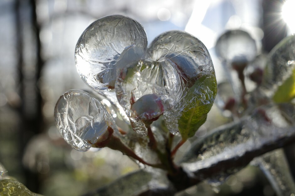 Fruitbloesem in de vroege ochtend beschermd door ijs