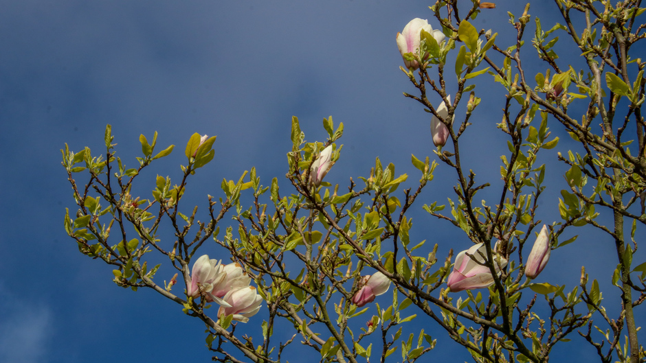 Magnoliabloemen in de wind en zon