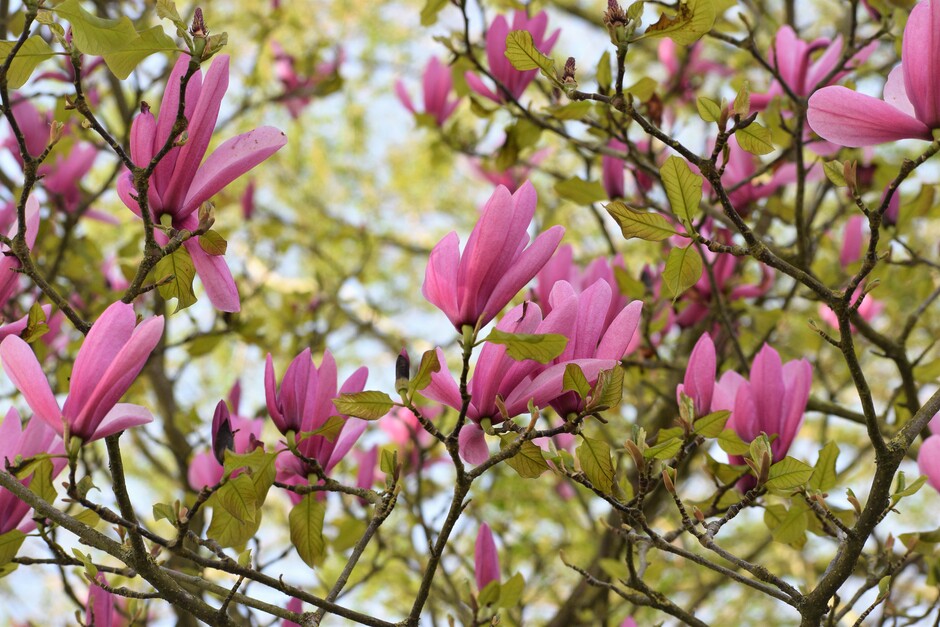 De Magnolia staat nog mooi in bloei