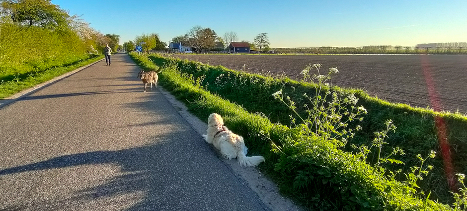 Honden genieten van het mooie weer