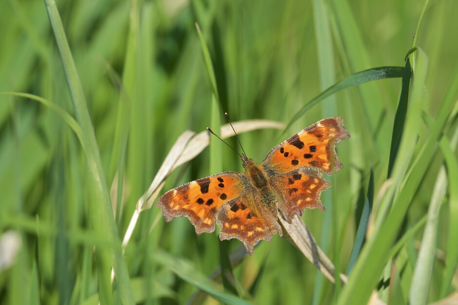 Er staat nog best wel wat wind, dus zoeken veel vlinders nog beschutting in het hoge gras.