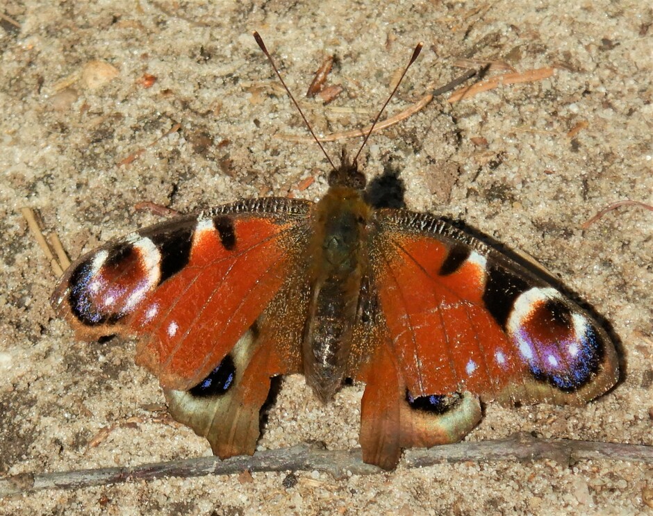 Dagpauwoog vlinder