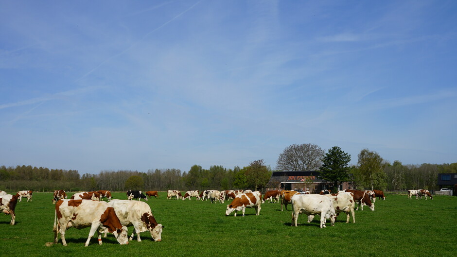 Hollandse koeien