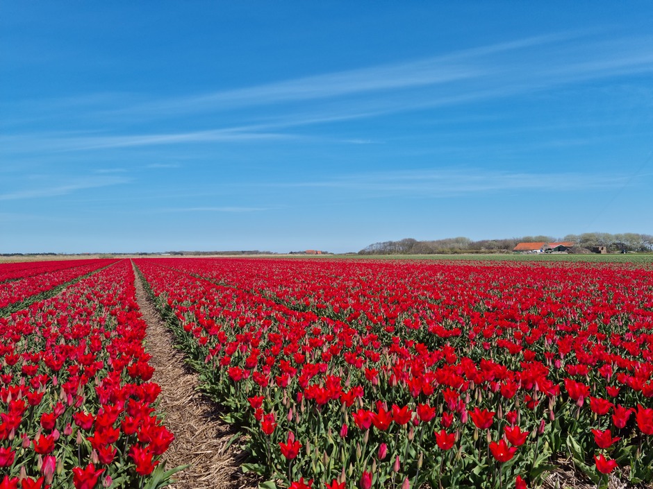 Bollenvelden met lentezon op Texel 