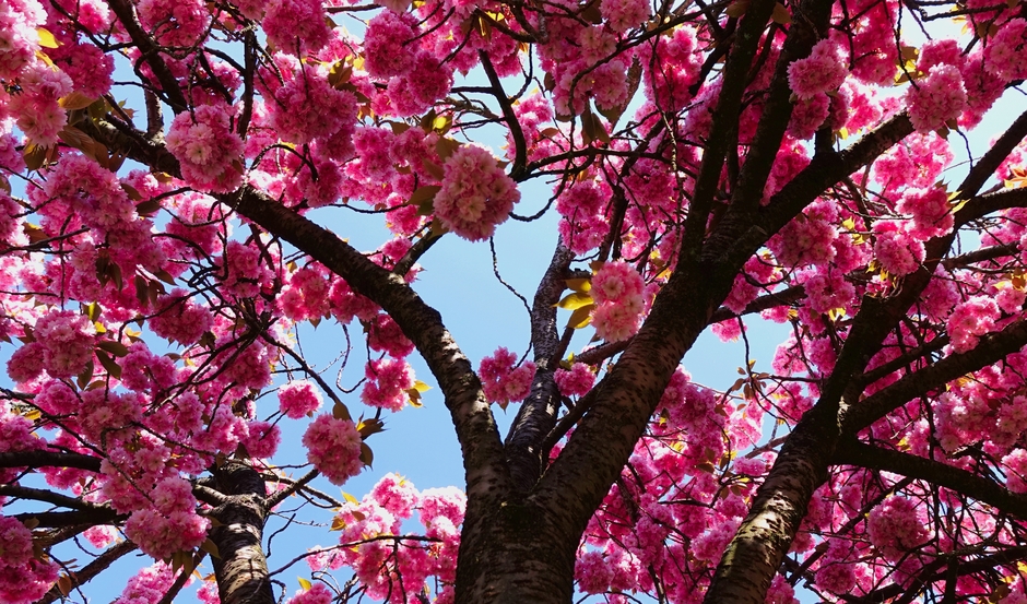 Japanse sierkers staat volop in bloei