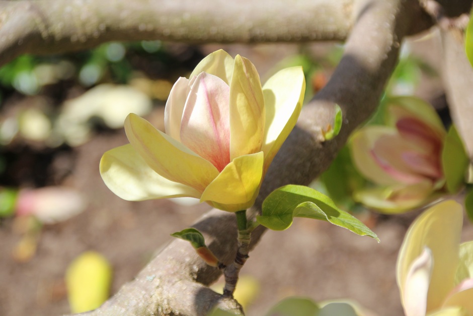 Zonnige gele magnolia 