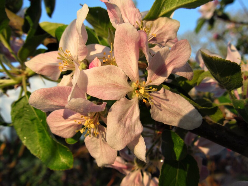 De warme kleuren van de vroege ochtendzon op de appelbloesem, hopelijk blijft het nog even zo mooi, er staat een behoorlijk windje vandaag
