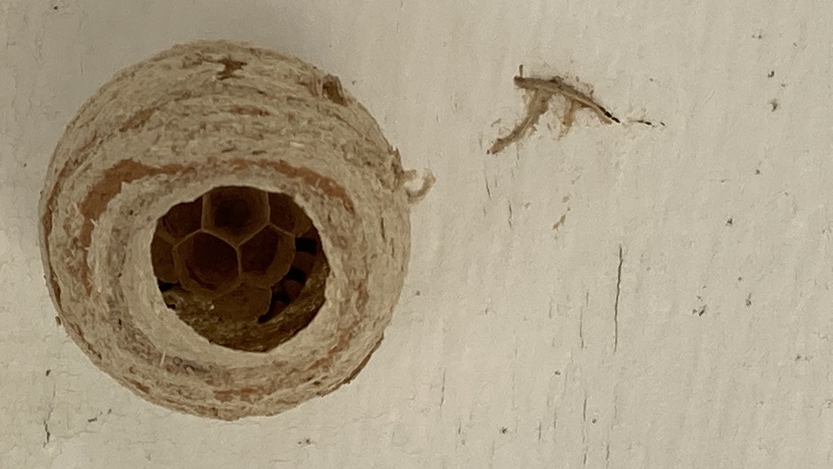 De bouw van een wespennest