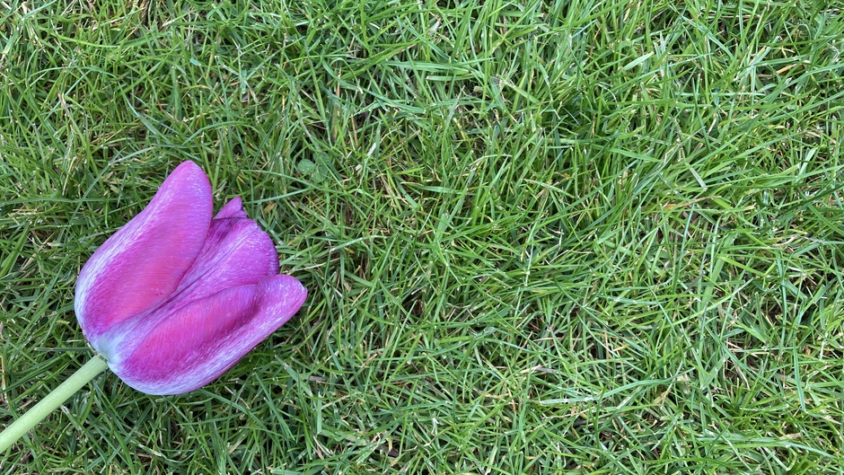 Roze tulp op groen gras