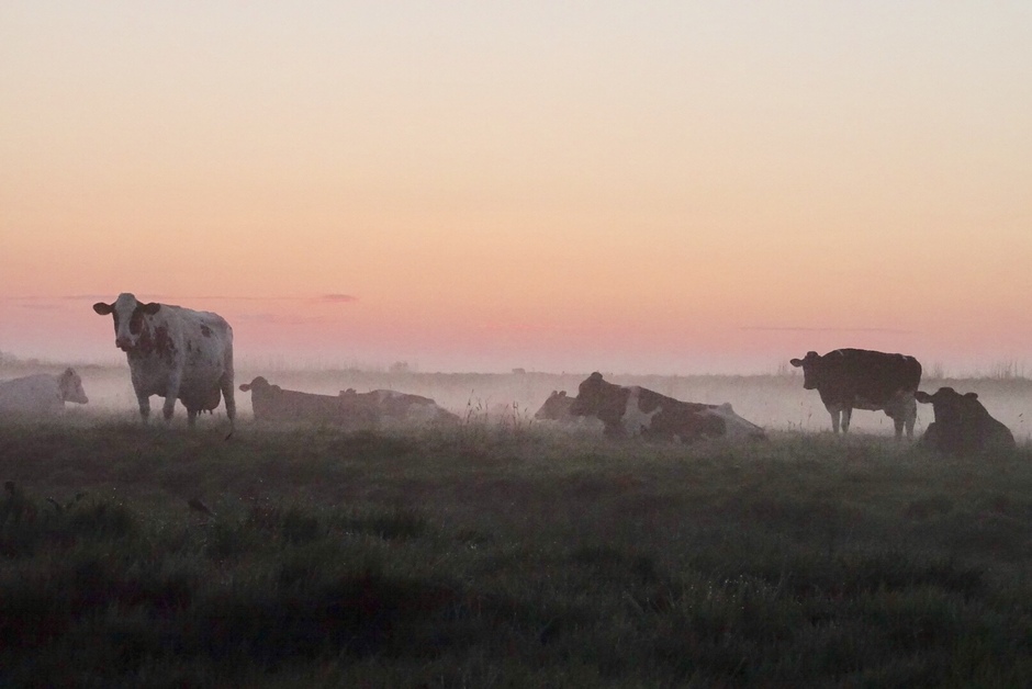 Koeienpoten in de mist