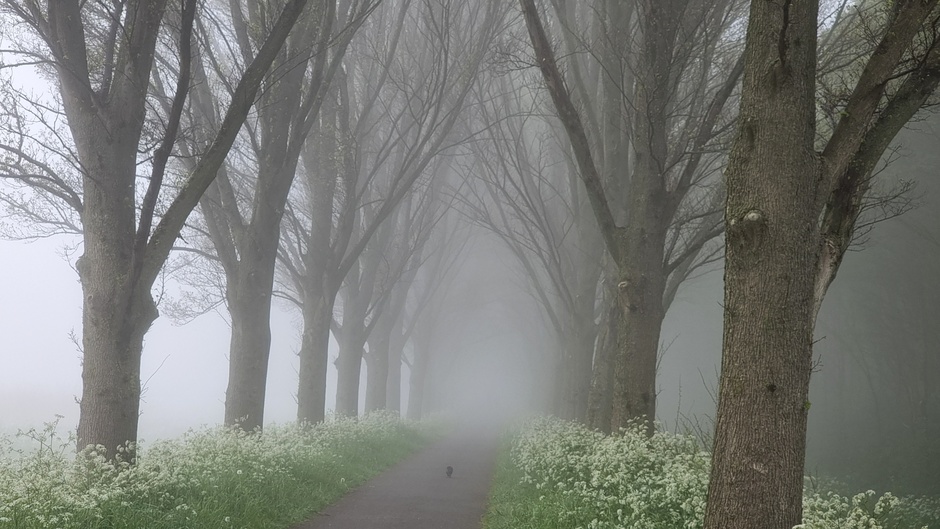 Bomemrij in de mist