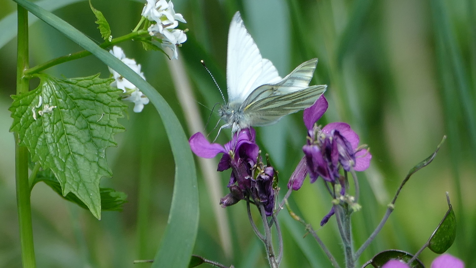Mooie vlinder middag met veel zon, foto klein geaderd witje 