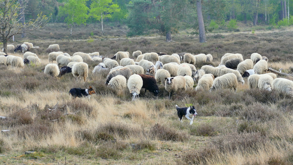 De honden houden de kudde bijeen 