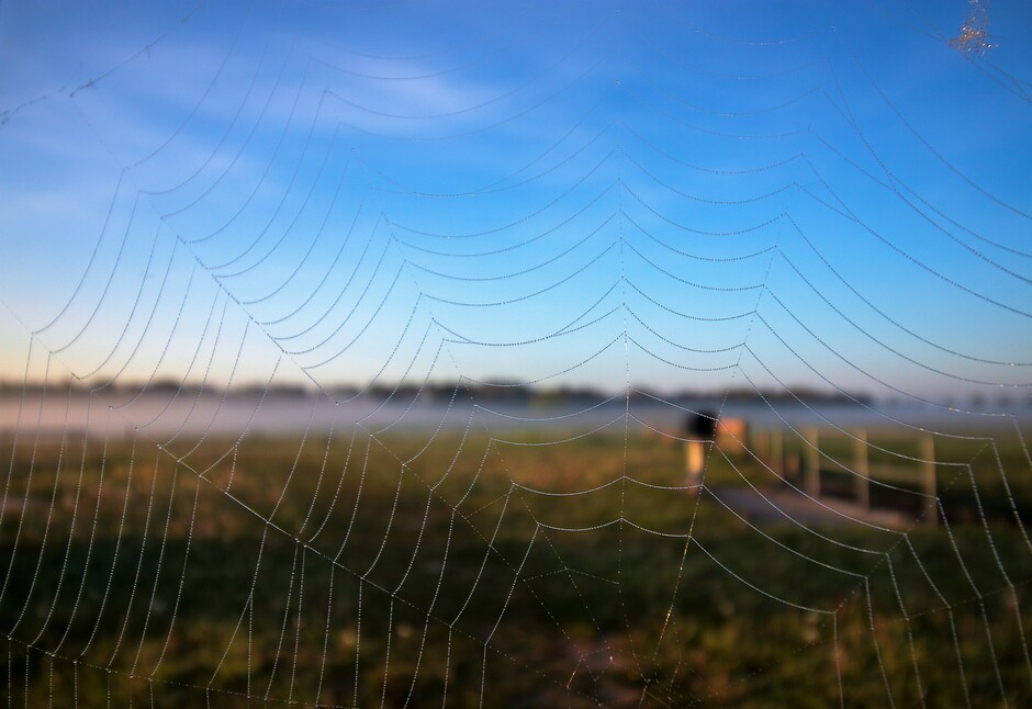 spinnenweb, nevel ochtend