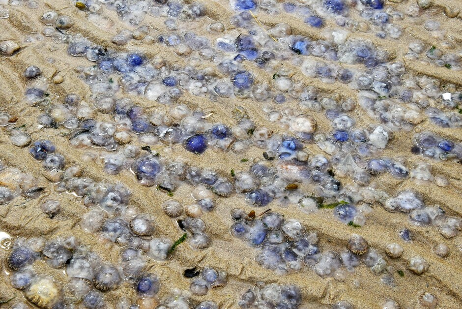 Honderden kwalletjes op het strand