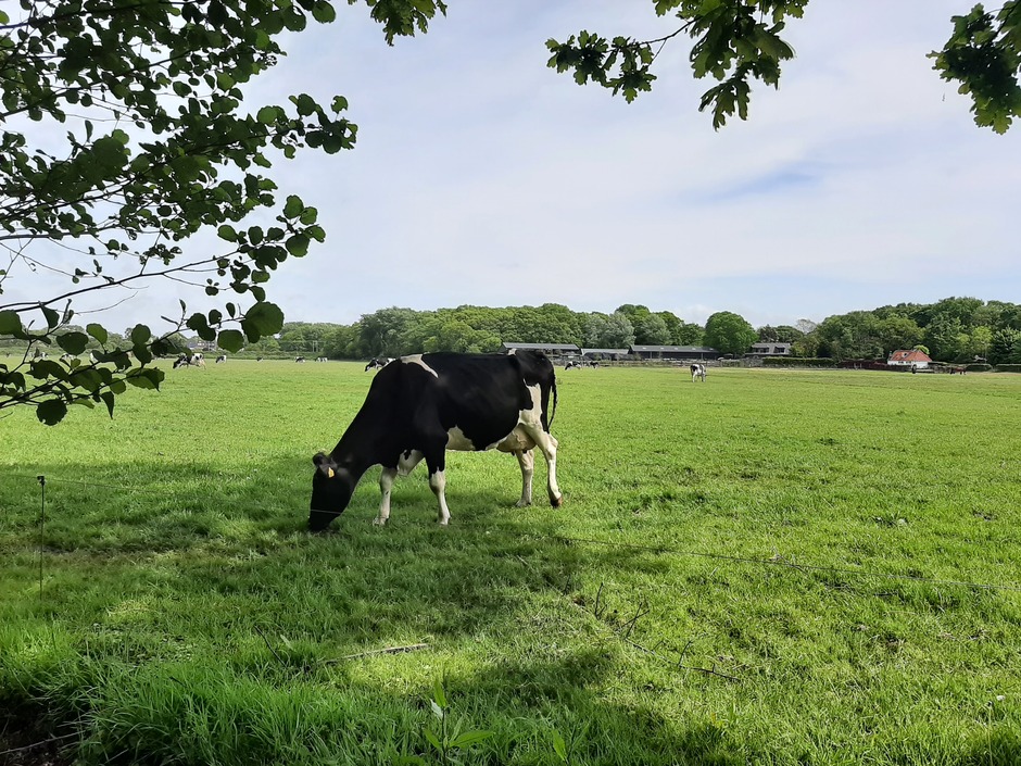 Koe in het weiland 