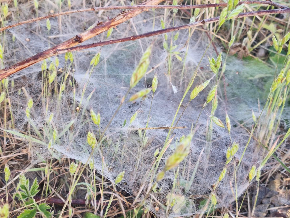 Spinnenweb in de duinen van de Slufter 
