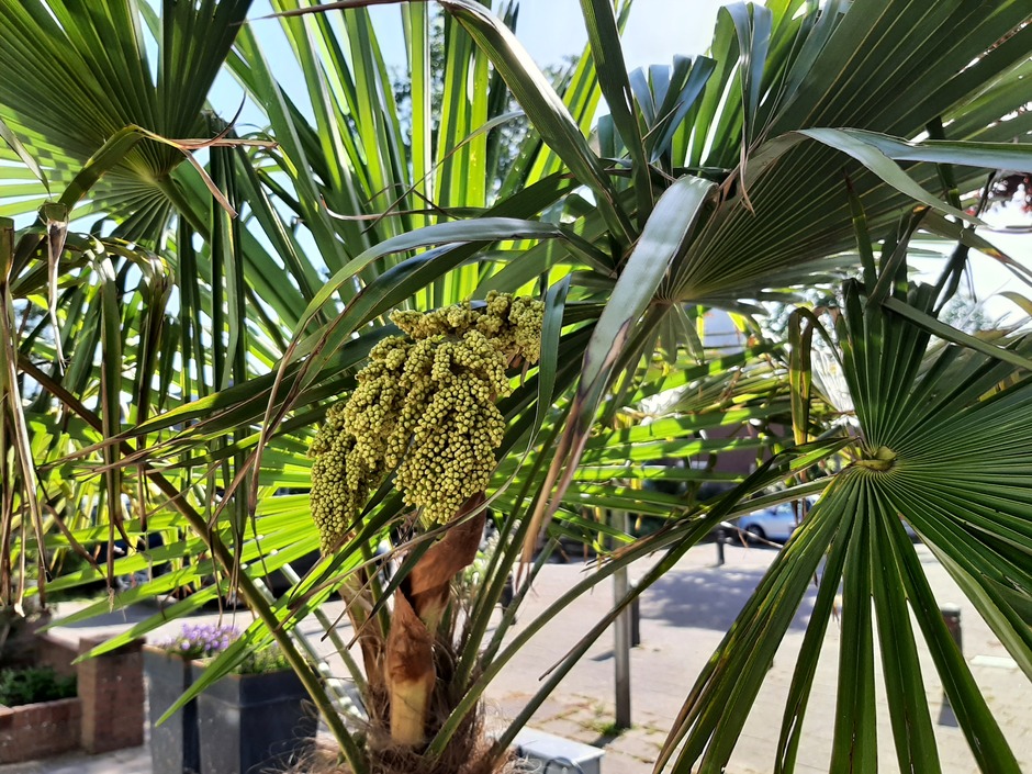 Bloeiende palmboom