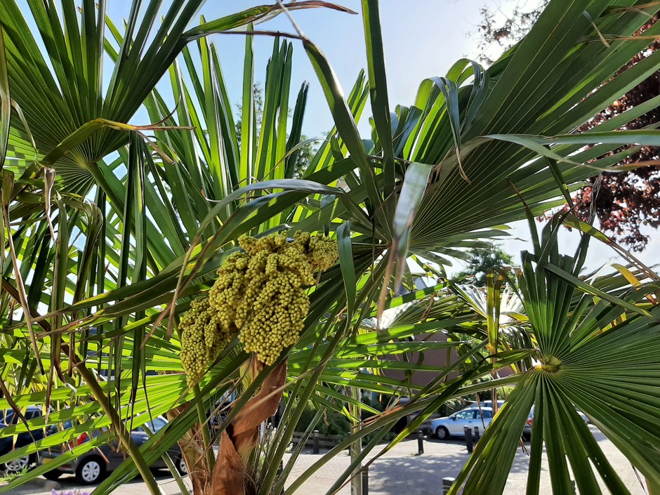 Bloeiende palmboom 
