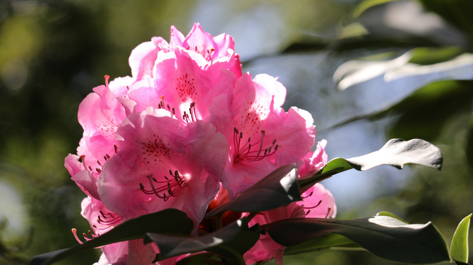 De rhododendrons staan prachtig in bloei