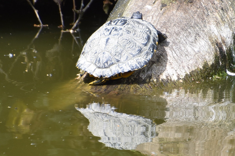 Schildpad warmt zich in de zon