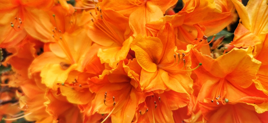 Mooie oranje Azaleas in bloei, mooi op de verjaardag van onze koningin 