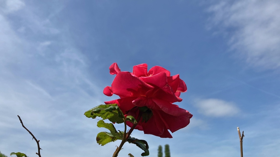 roos met sluierbewolking