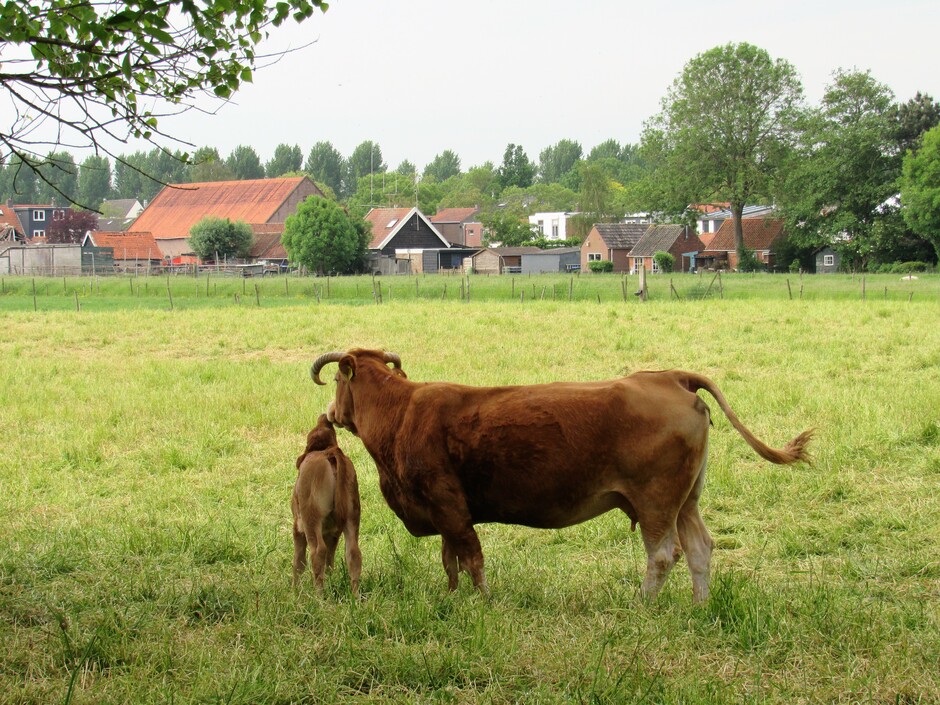 Liefde tussen moeder en kind..... deze koeien zijn van het ras genaamd Limousin