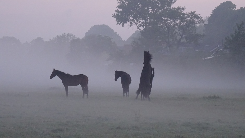Stoeiende paarden in de mist vanochtend 