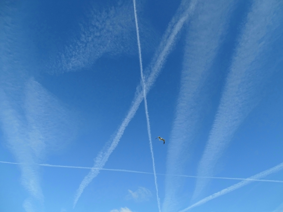 Blauwelucht lucht en vliegtuigstrepen 