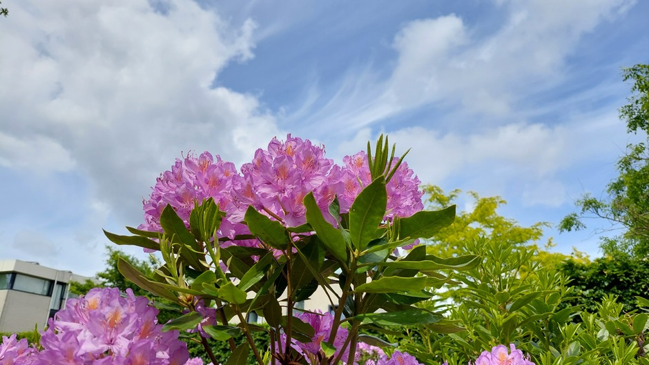 Sluierbewolking en rododendrons 