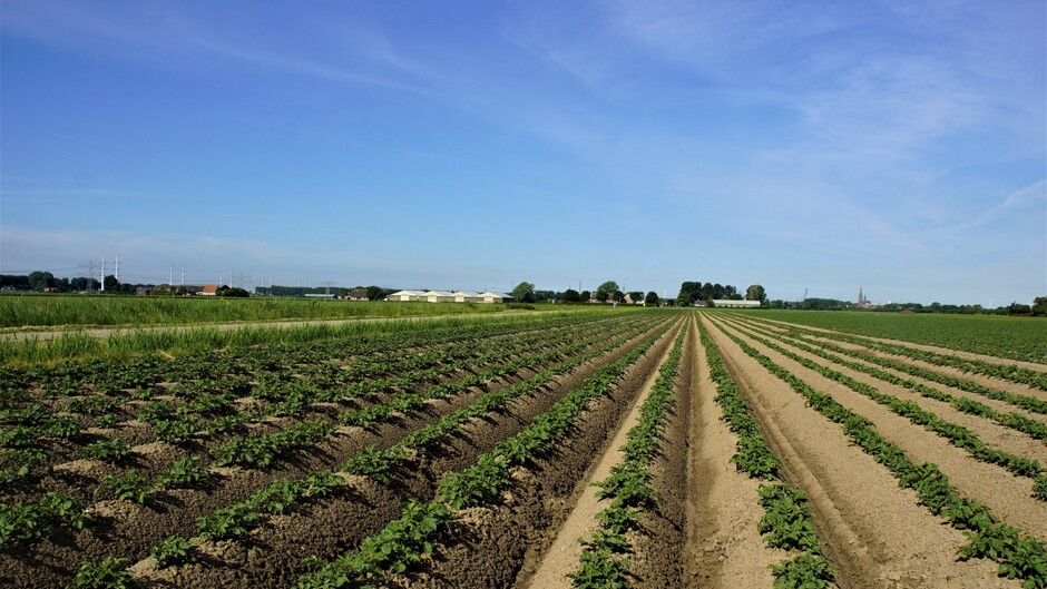 zon blauw sluier 17 gr in de polder met aardappelen op het land