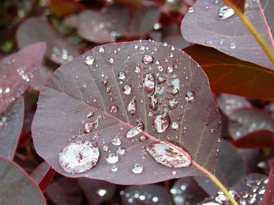 Regenbuien vanmorgen, goed voor alles wat groeit en bloeit op dit moment, soms lijken het pareltjes, de regendruppels...