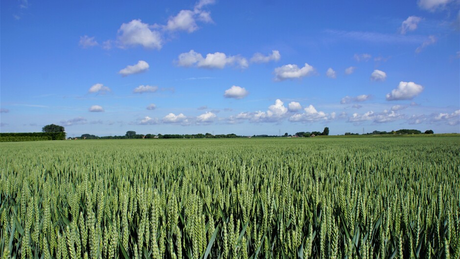zon blauw wolkjes 16 gr bij het tarwe veld
