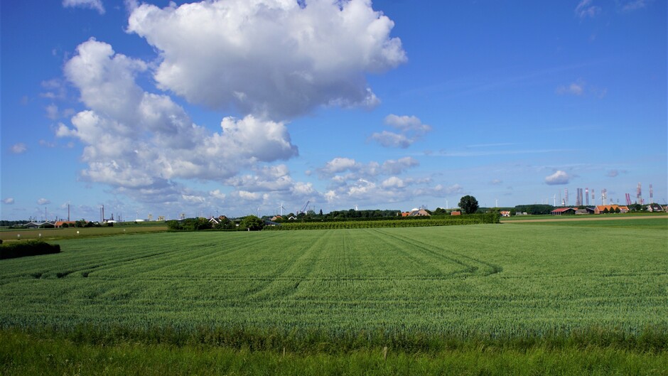 zon blauwe lucht wolken 16 gr over tarwe veld