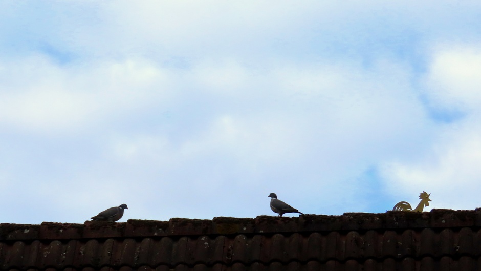 Echte duifjes en een windwijzer  op het dak in de ochtend met beetje blauw en veel wolken.